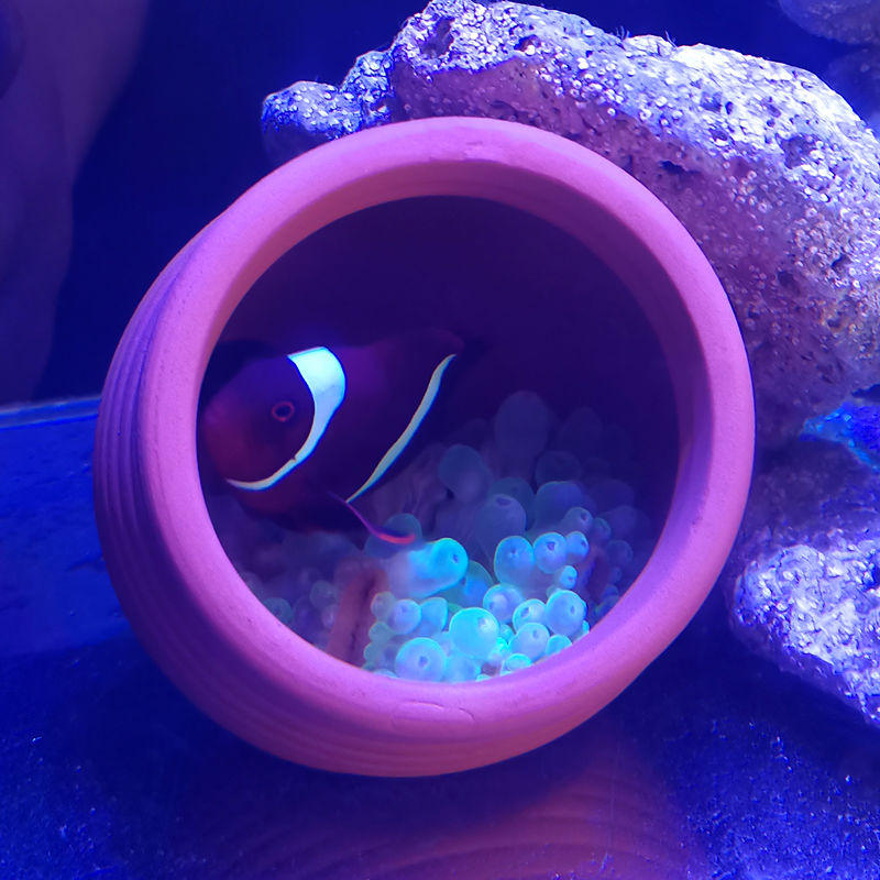 Ceramics Jar Fish Tank Decorat - Hide Cave Ceramic recension och pris